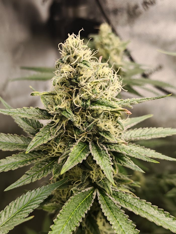 Detailed close-up of a cannabis sativa plant showcasing its buds and leaves.
