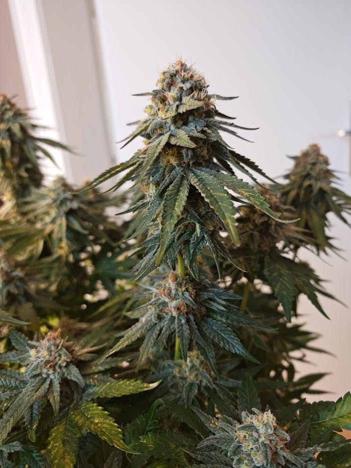 Detailed view of a flowering cannabis plant showing buds and leaves in an indoor setting.