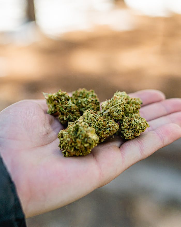 Close-up of a hand holding cannabis buds outdoors, highlighting natural texture and color.
