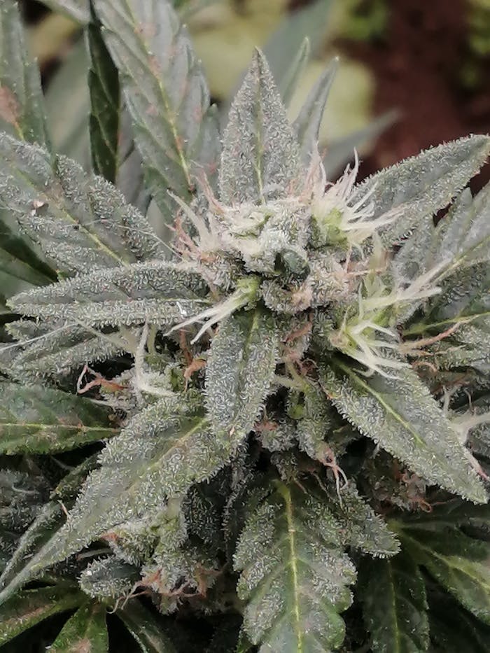 Detailed close-up of a frosty cannabis flower highlighting trichomes.